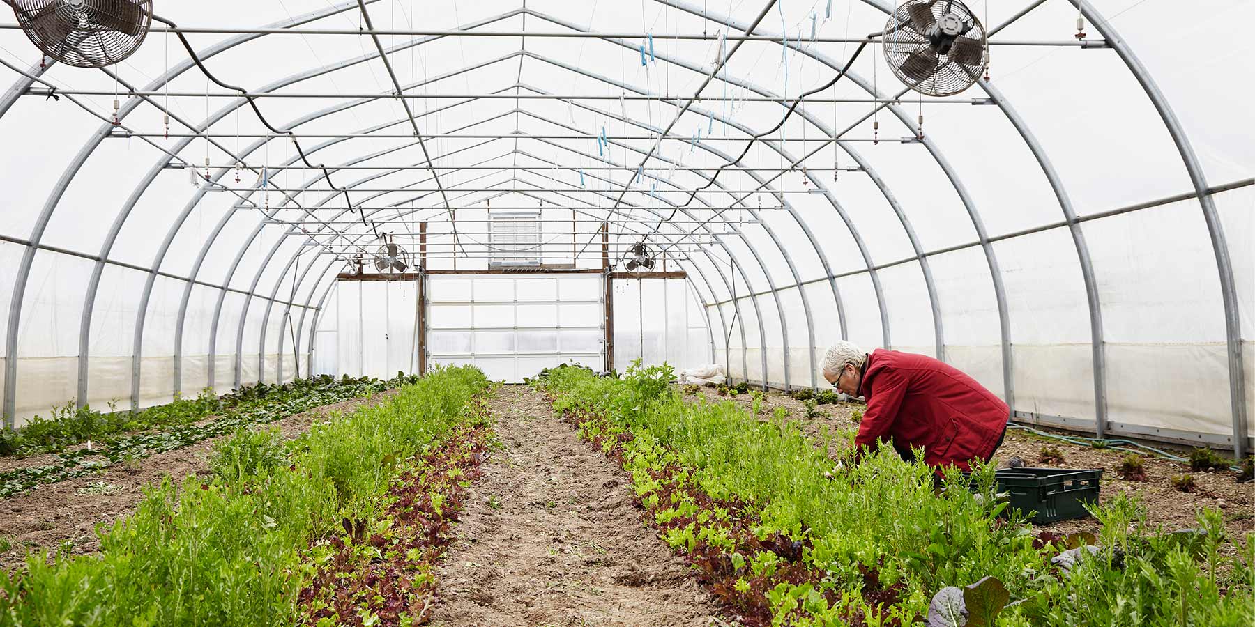 commercial horticultural polytunnel with female farmer