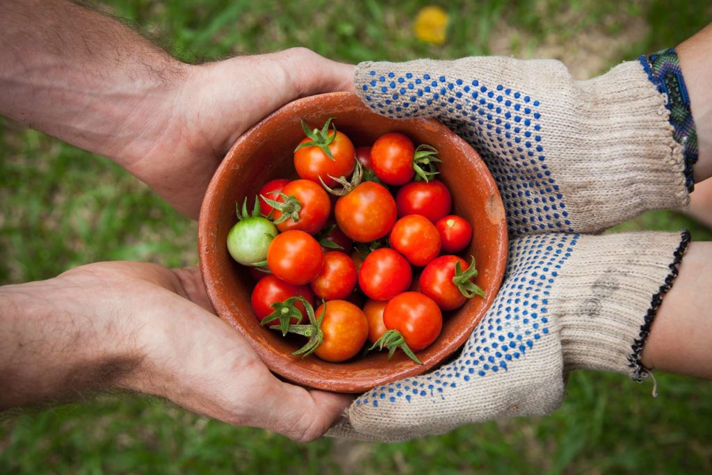 farmers exchanging red organic tomatos
