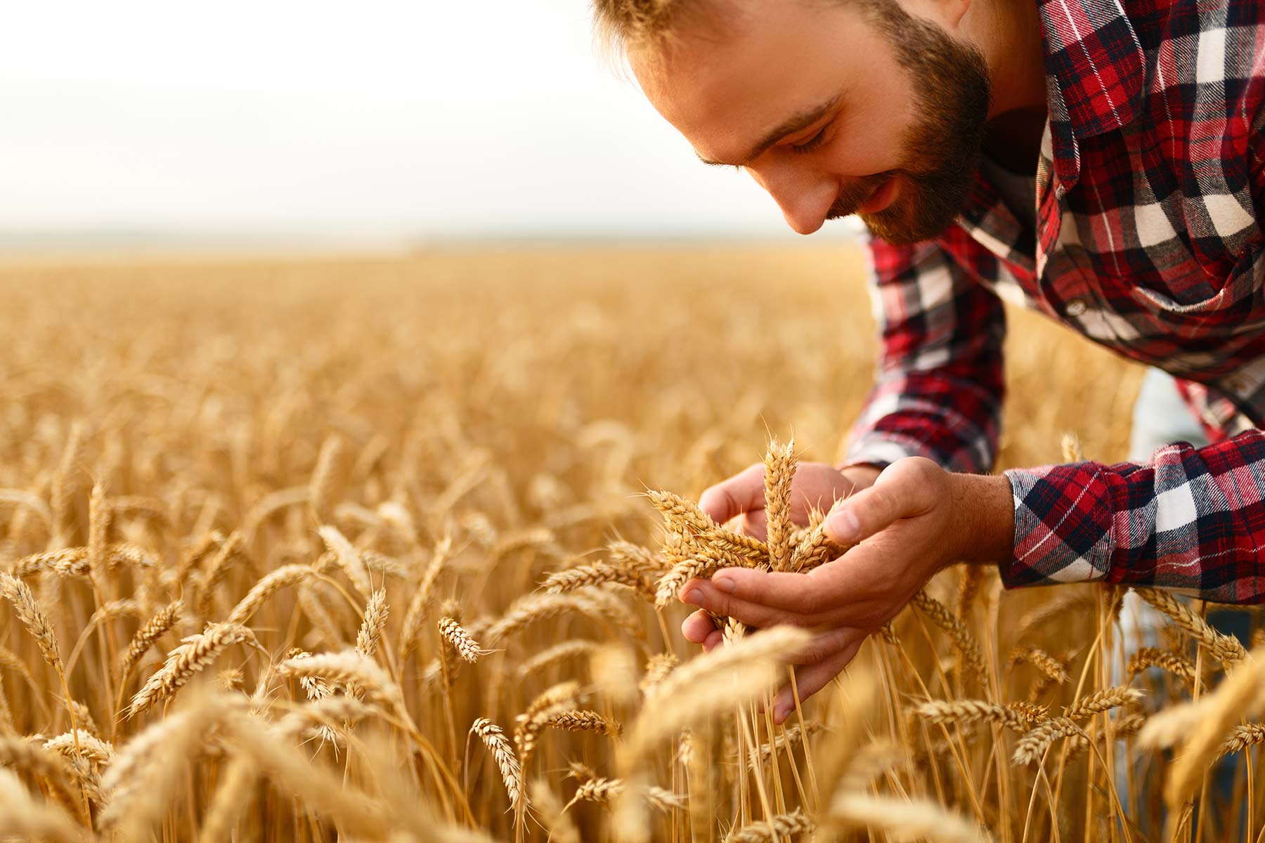 man holding ears of wheat in field