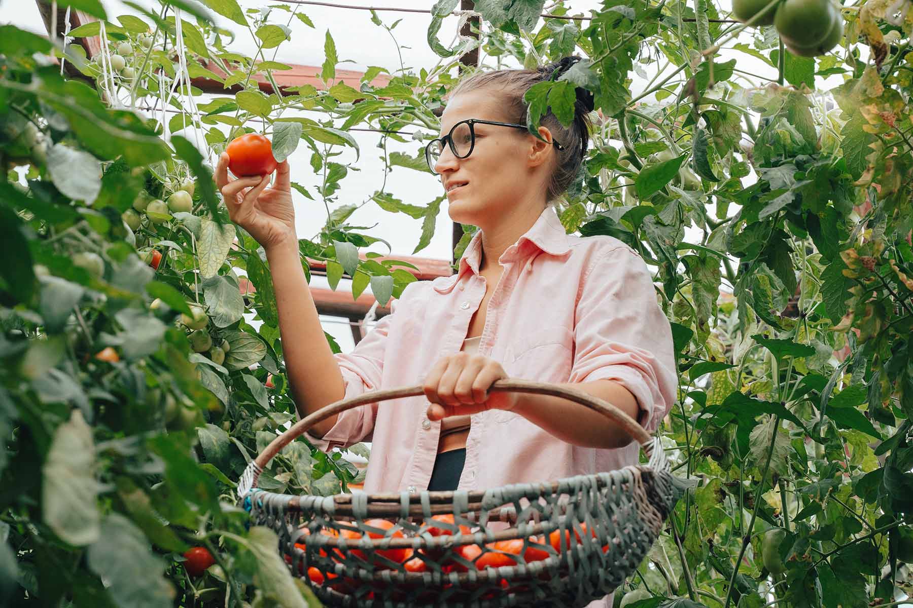 woman harvesting ripe red tomato