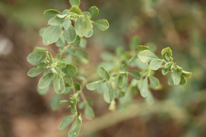 alfalfa leaf LT