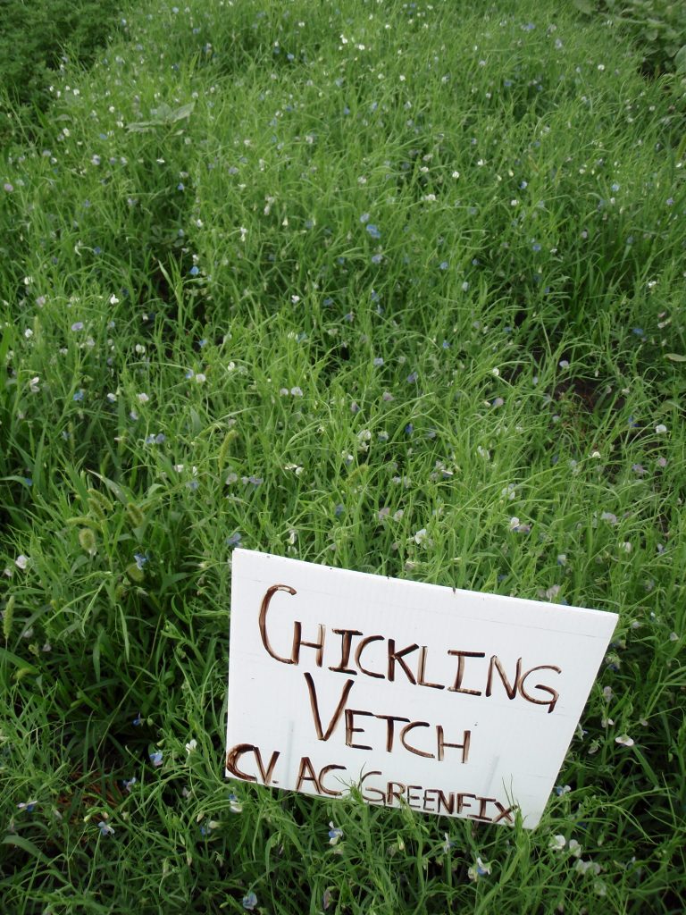 chickling vetch plot Iris Vaisman 768x1024 1