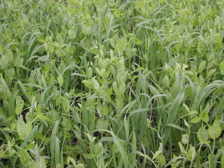 oat pea young close Natural Systems Lab 1 768x576 1