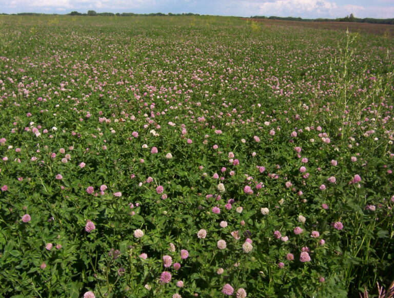 red clover blossoming field BF 1
