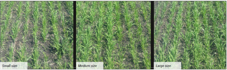 barley seed size impacts